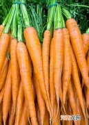 胡萝卜的营养高不高 胡萝卜的营养价值与食用功效