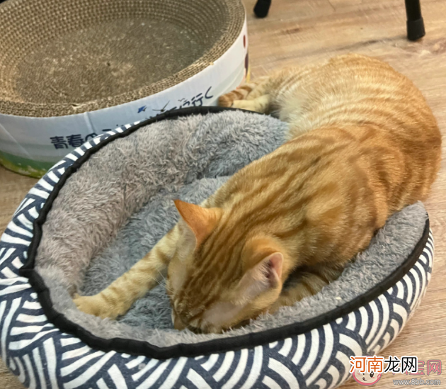 流浪猫|流浪猫会羡慕家猫吗 应该怎样对待流浪猫