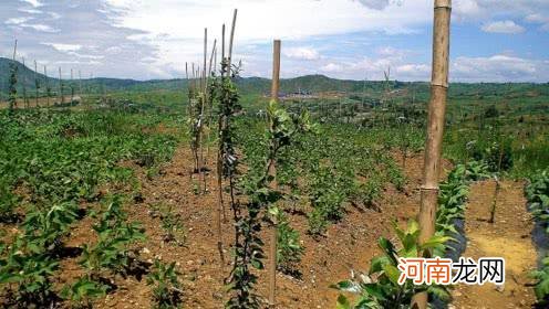 创业农村项目 农村创业投资项目