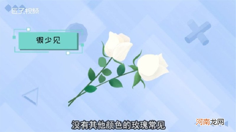 白玫瑰花语