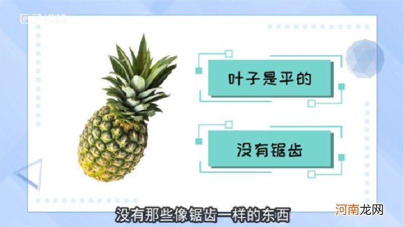 凤梨和菠萝的区别