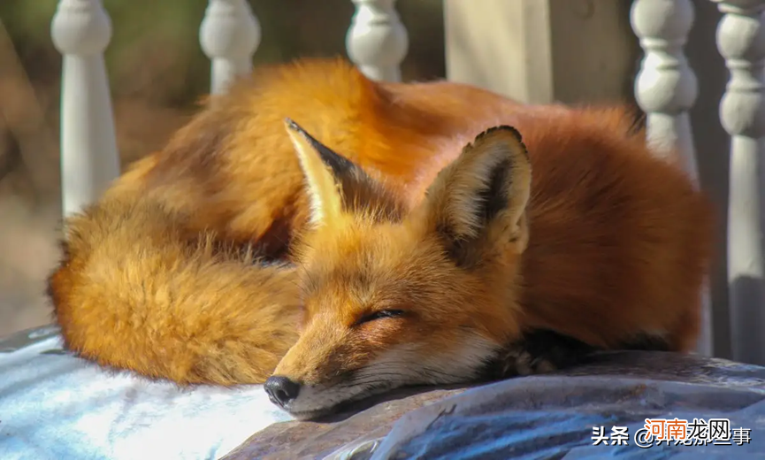 在中国可不可以养狐狸 中国可以养狐狸吗