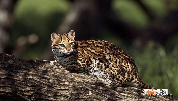 山狸子是什么动物