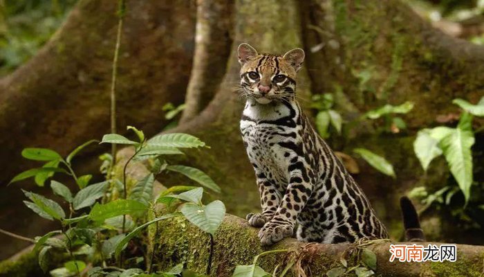 山狸子是什么动物