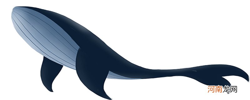 蓝鲸的天敌