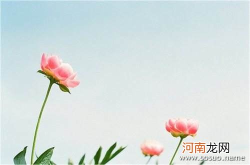 解梦假花 梦见扔假花