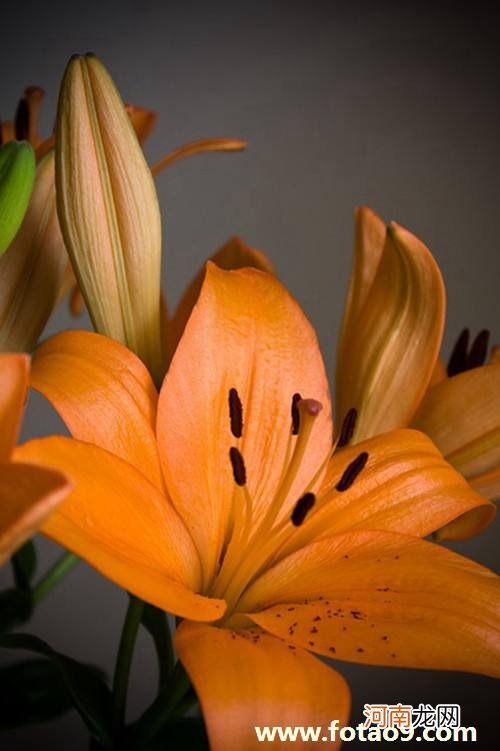 解梦假花 梦见扔假花