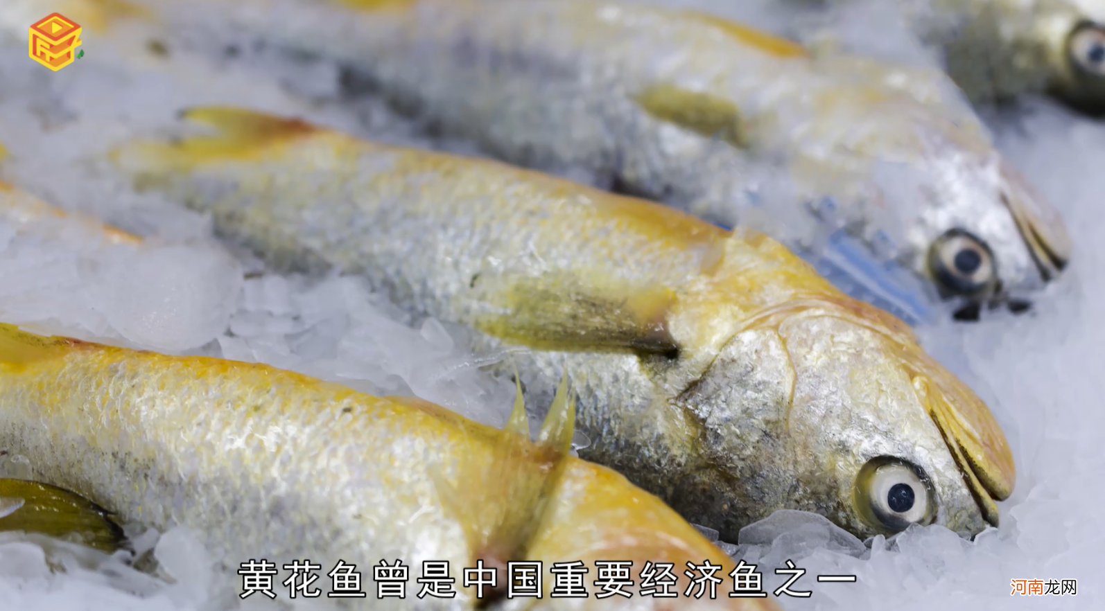 黄花鱼是淡水鱼还是海水鱼