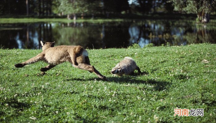 狗獾子是几级保护动物