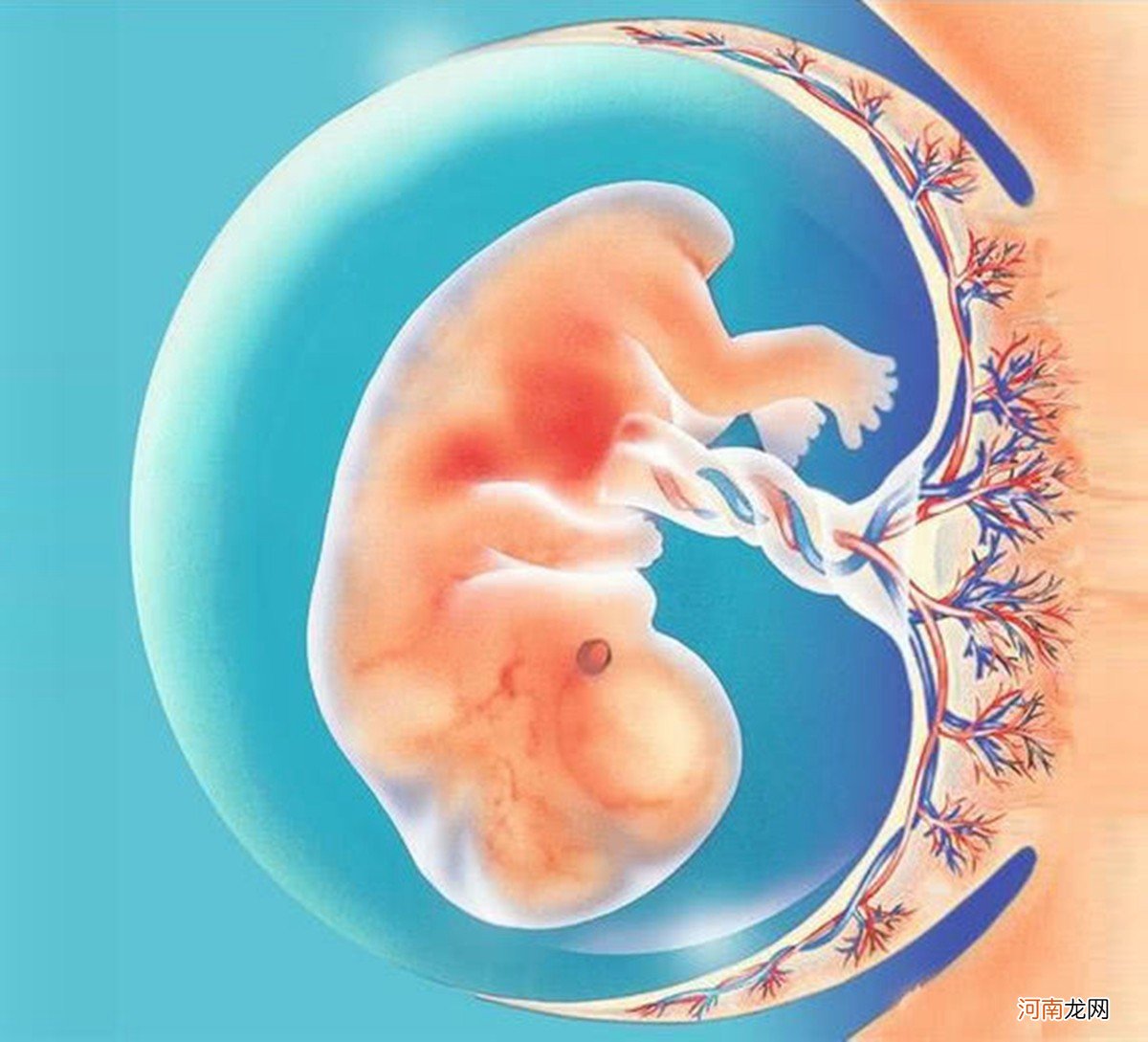 怀孕后，什么时候能够检测出来胎儿发育不良？孕妈知道越早越好