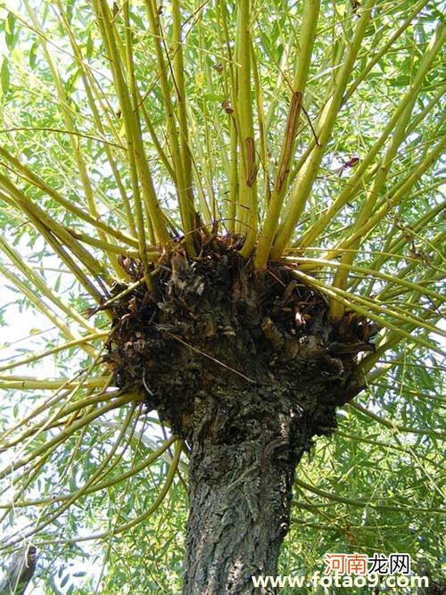 解梦苹果树 梦见苹果树吃苹果