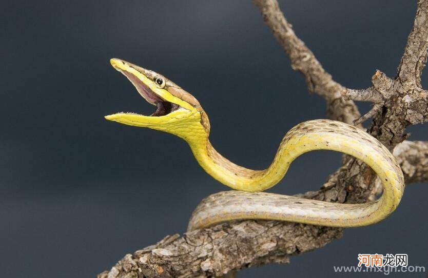 梦到蛇 梦到蛇缠脖子预示着什么意思