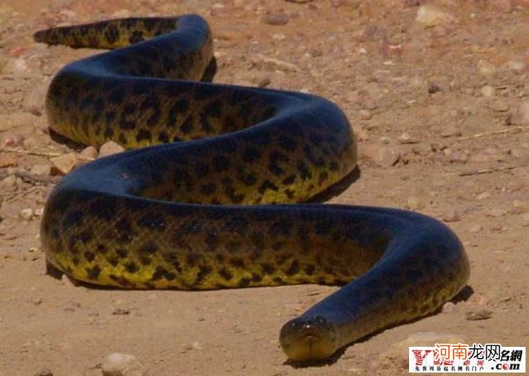 梦到蛇 梦到蛇缠脖子预示着什么意思