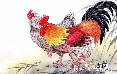 羊人鸡年运势 羊人今年运势如何