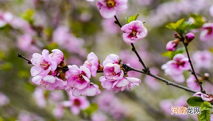 杏花是什么季节开的