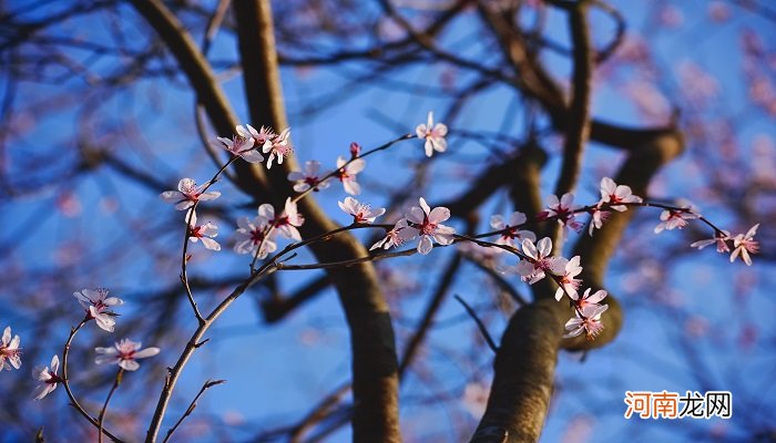 杏花是什么季节开的