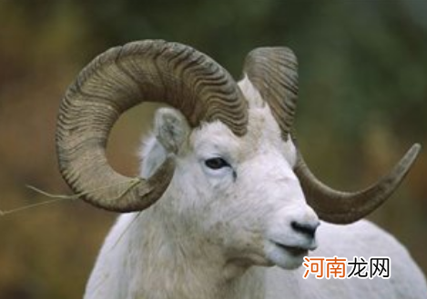 生肖羊运势 宋韶光2022年生肖羊运势