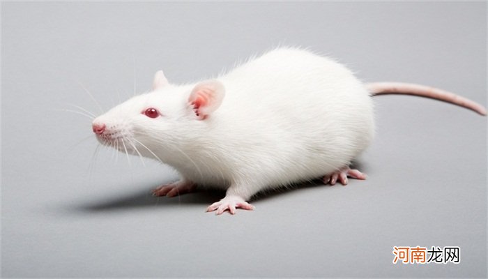 鼩鼱和老鼠的区别