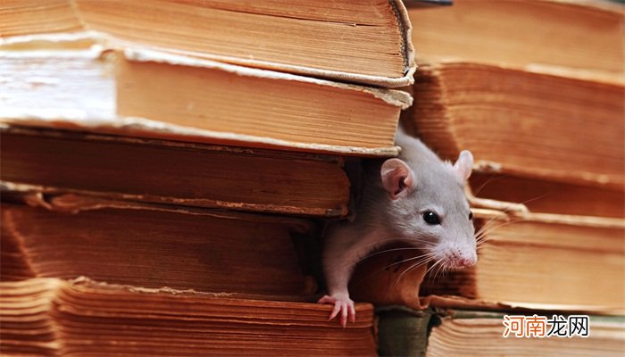 鼩鼱和老鼠的区别