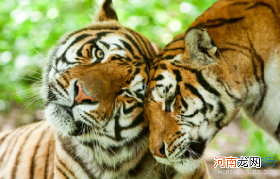 属虎人一生运势 属虎人一生运势及运程