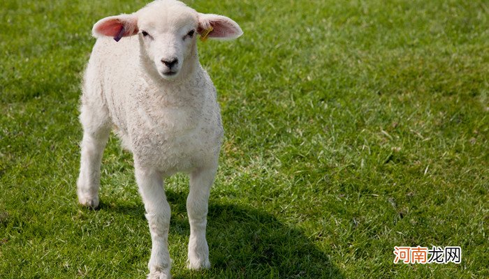 羊鞭是羊的哪个部位