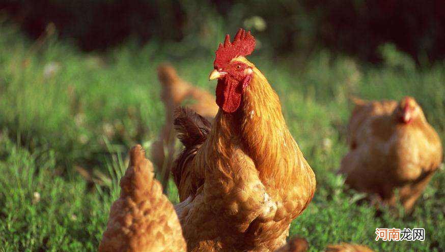 属鸡2017年运势运程 属鸡2018年运势及运程每月运程