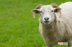 属羊2018年运势及运 2018属羊的运势及运程