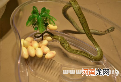 已婚梦见蛇预示着什么 已婚女人梦到蛇预示着什么