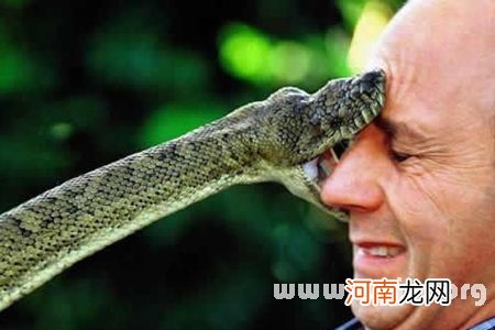 已婚梦见蛇预示着什么 已婚女人梦到蛇预示着什么