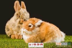 兔一生运势 75年10月出生的兔一生运势