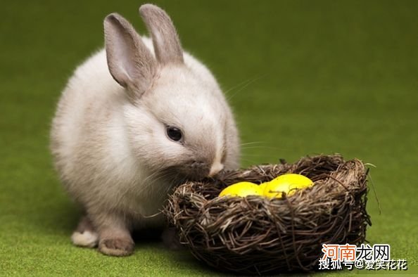 兔一生运势 75年10月出生的兔一生运势