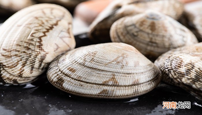 花蛤壳属于什么垃圾