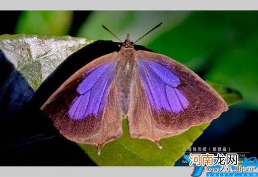 蝴蝶特点本领有哪些 蝴蝶的特点和生活特征