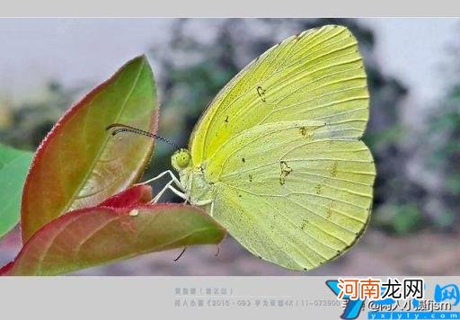 蝴蝶特点本领有哪些 蝴蝶的特点和生活特征