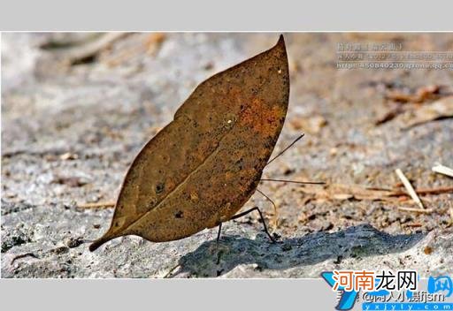 蝴蝶特点本领有哪些 蝴蝶的特点和生活特征