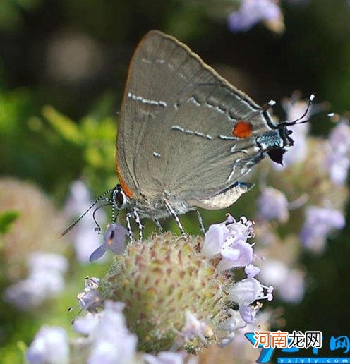 蝴蝶特点本领有哪些 蝴蝶的特点和生活特征