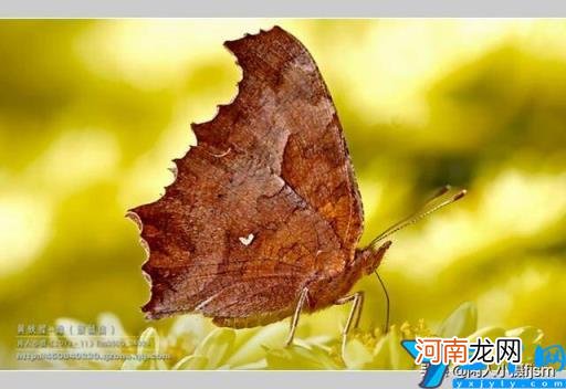 蝴蝶特点本领有哪些 蝴蝶的特点和生活特征