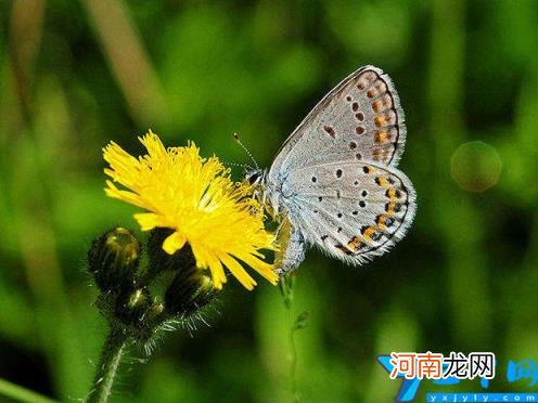 蝴蝶特点本领有哪些 蝴蝶的特点和生活特征