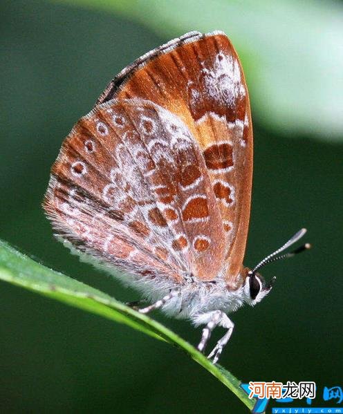 蝴蝶特点本领有哪些 蝴蝶的特点和生活特征