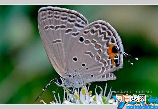 蝴蝶特点本领有哪些 蝴蝶的特点和生活特征