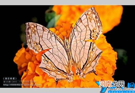 蝴蝶特点本领有哪些 蝴蝶的特点和生活特征