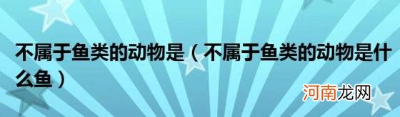 不属于鱼类的动物是什么鱼 不属于鱼类的动物是