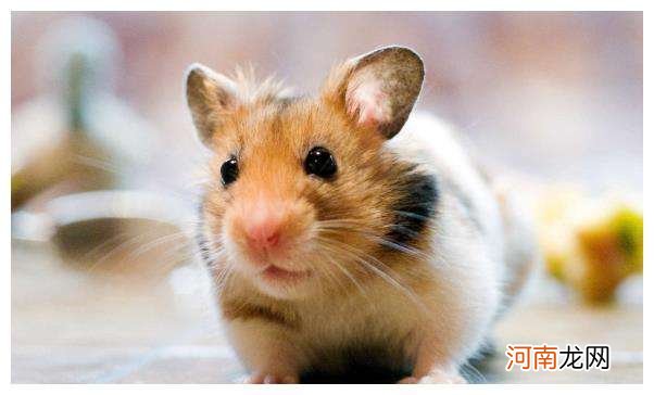 属鼠2015年运势 2015年属鼠的运势