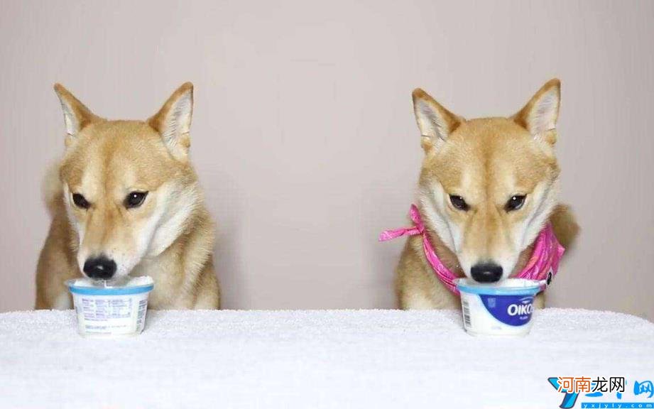 小狗可以喝酸奶吗 幼犬可以喝什么牌子的酸奶吗
