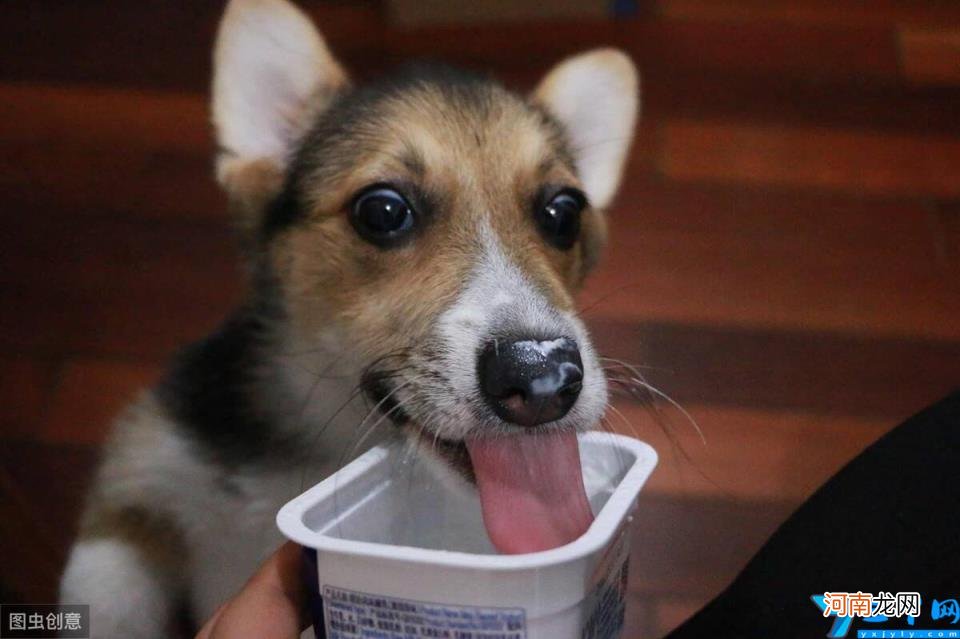小狗可以喝酸奶吗 幼犬可以喝什么牌子的酸奶吗
