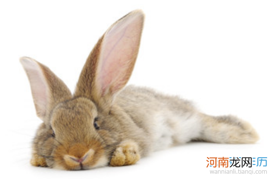 6月份属兔的运势 6月份属兔的运势怎样