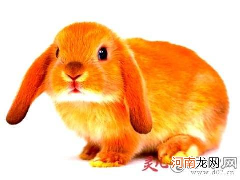 6月份属兔的运势 6月份属兔的运势怎样