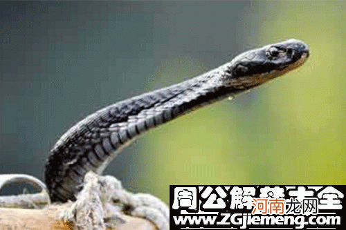 男人梦见蛇缠身是什么预兆 男人梦见蛇缠身是什么预兆但是他没咬人