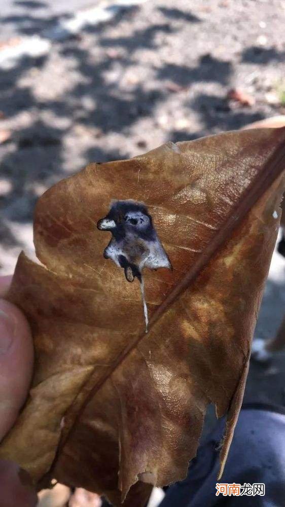 解梦鸟屎 做梦梦见鸟屎