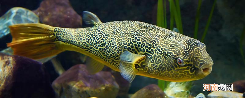 日本人吃的白子是什么